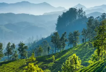 Nilgiri tea