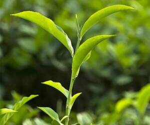 Tea Plant